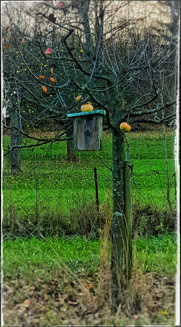 Vogelhaus mit Apfel