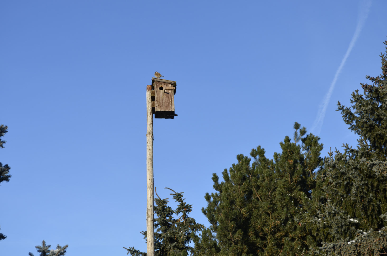 Vogelhaus mit Bewohner