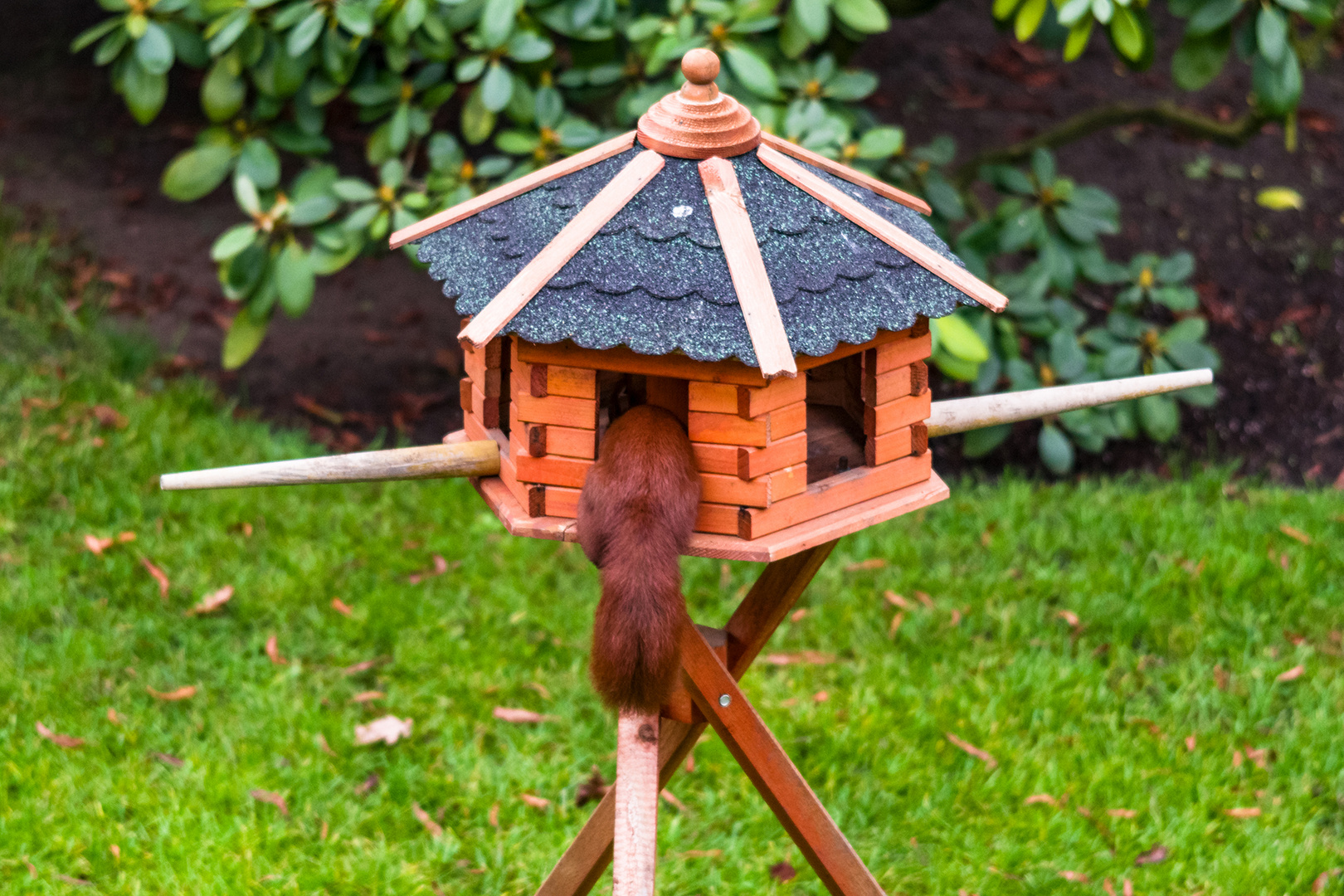 Vogelhaus mit Rotschwänzchen 