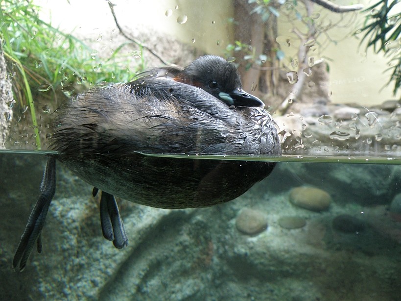 Vogelhaus, Zoo Ffm