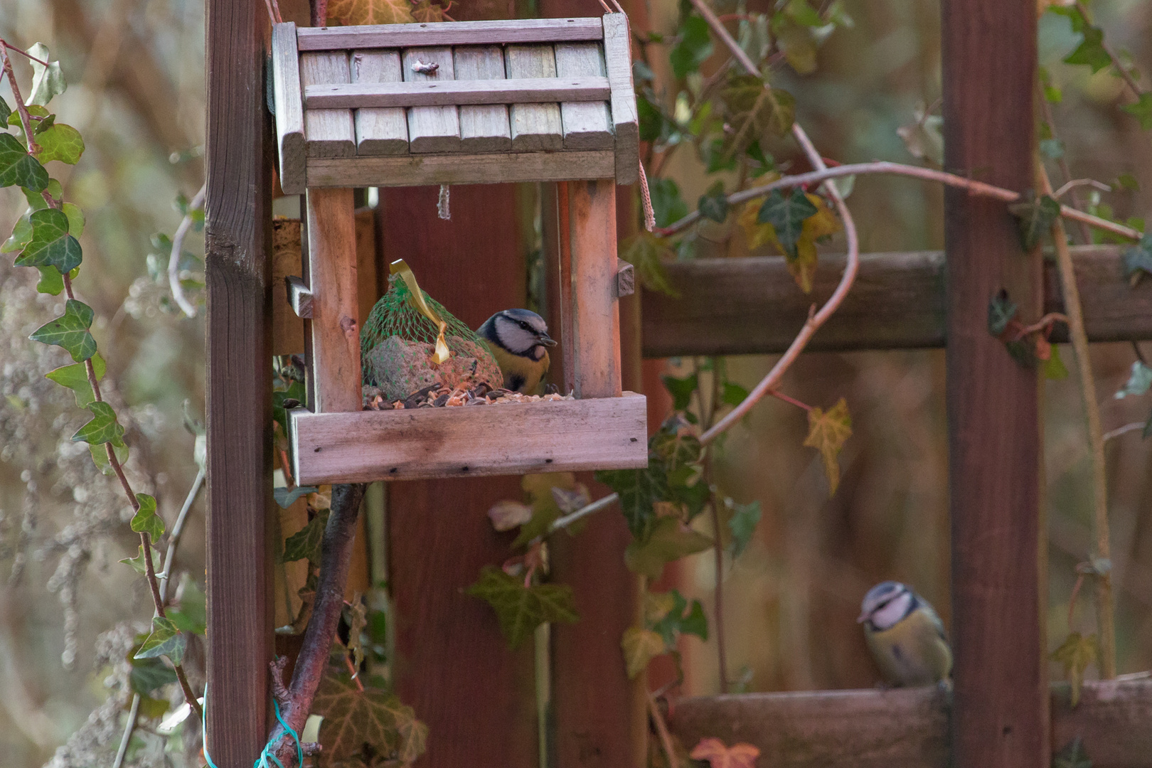 Vogelhausbesuch