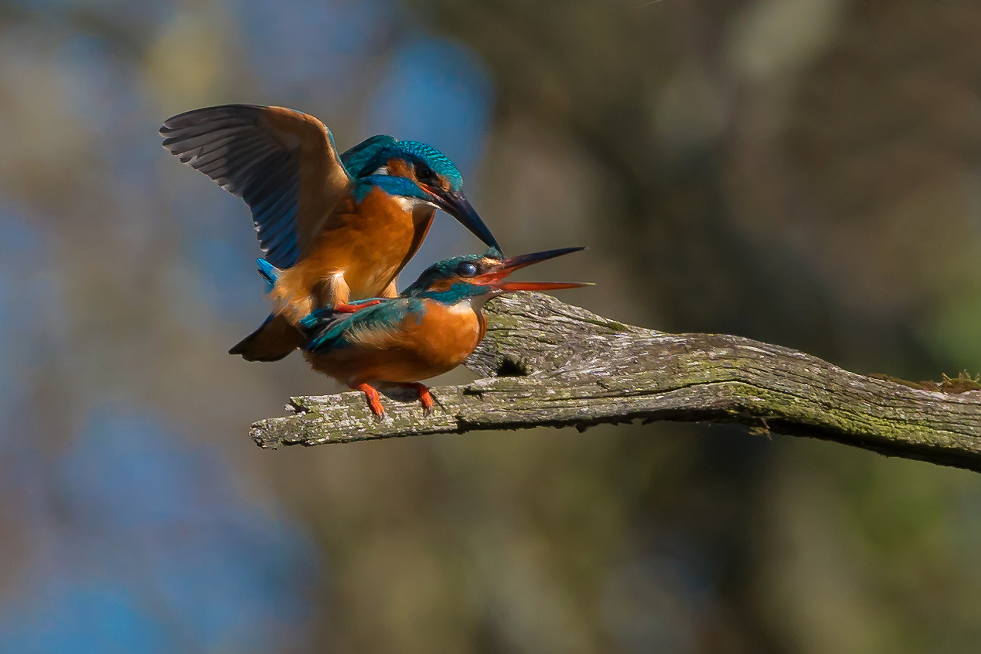 "Vogelhochzeit"