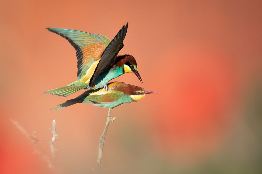 Vogelhochzeit 1 Foto & Bild tiere, wildlife, wild lebende vögel