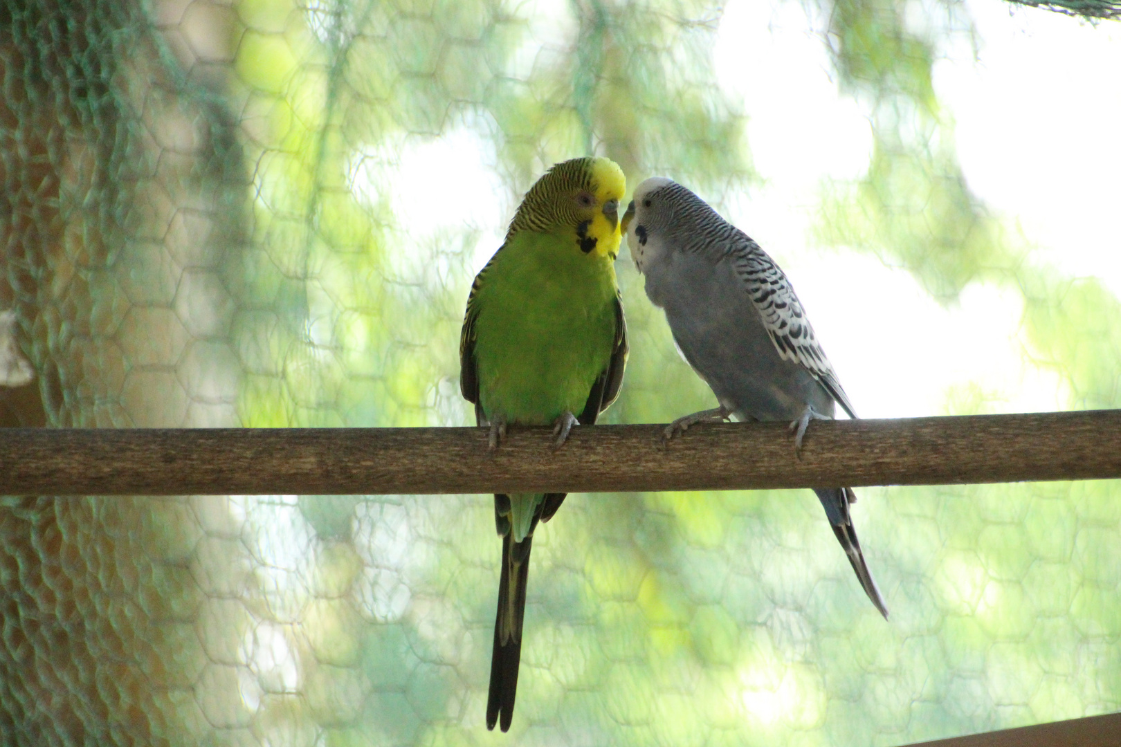 Vogelhochzeit