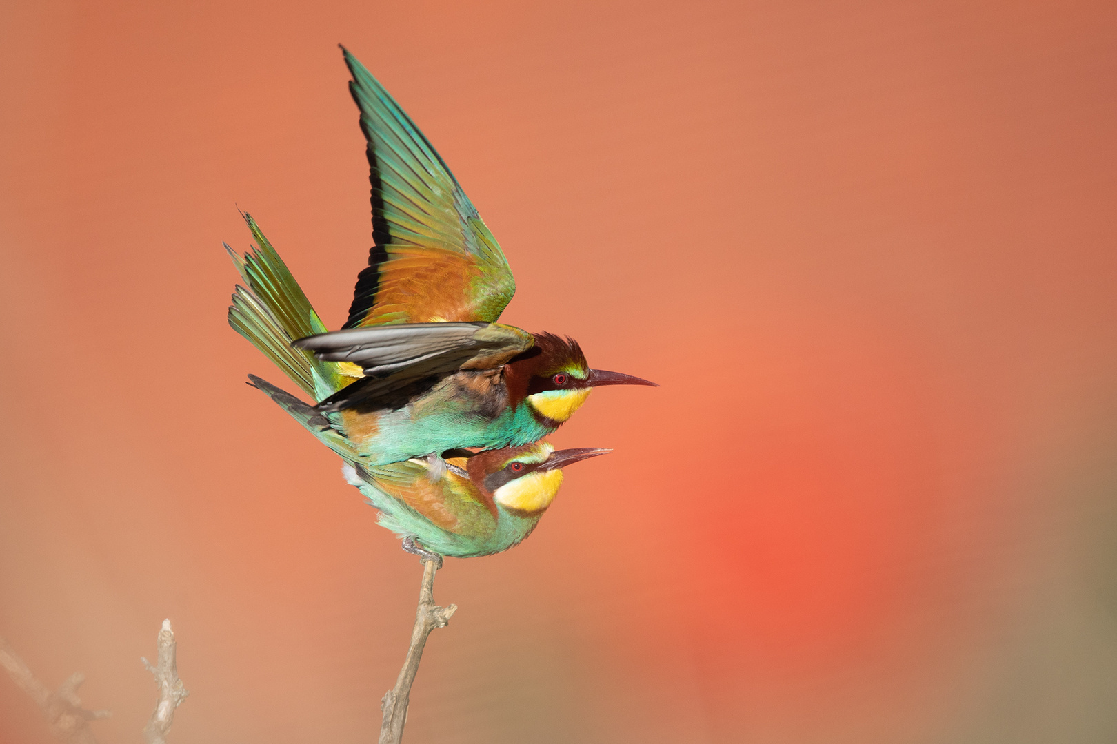 Vogelhochzeit 3