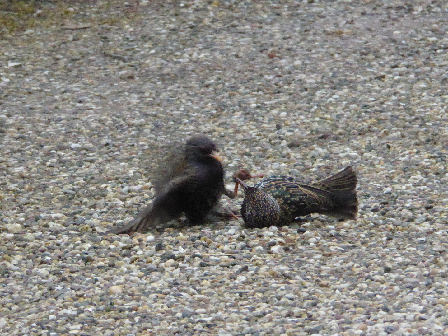 Vogelhochzeit