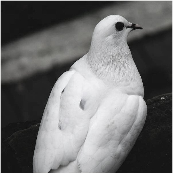 Vogelhochzeit