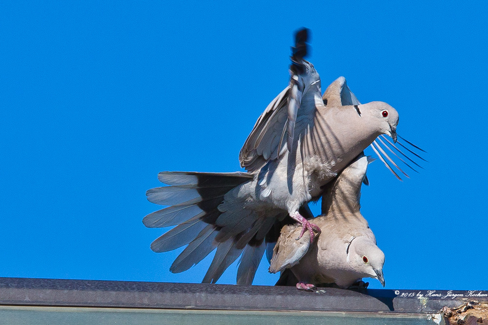 Vogelhochzeit...