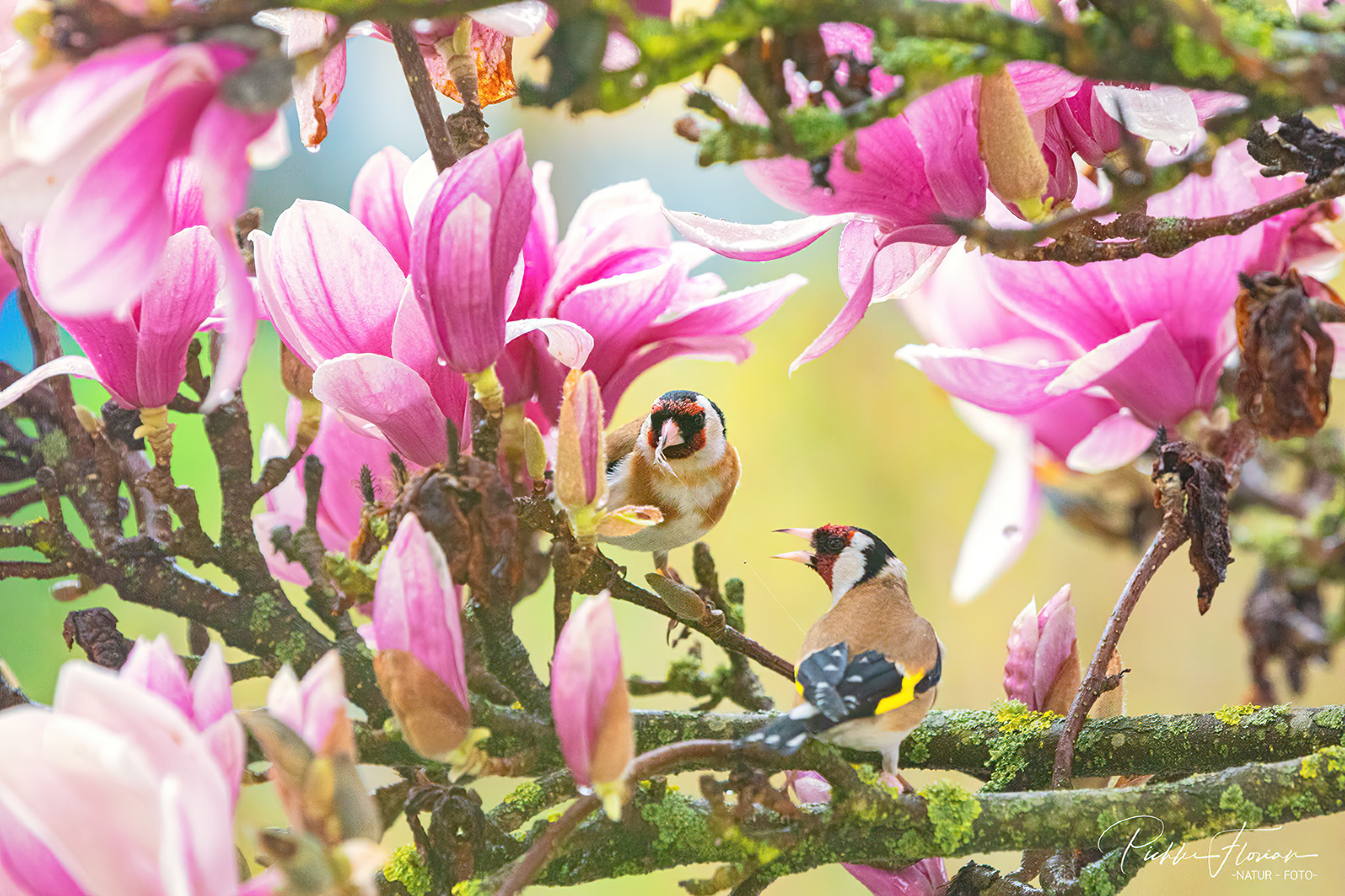 Vogelhochzeit