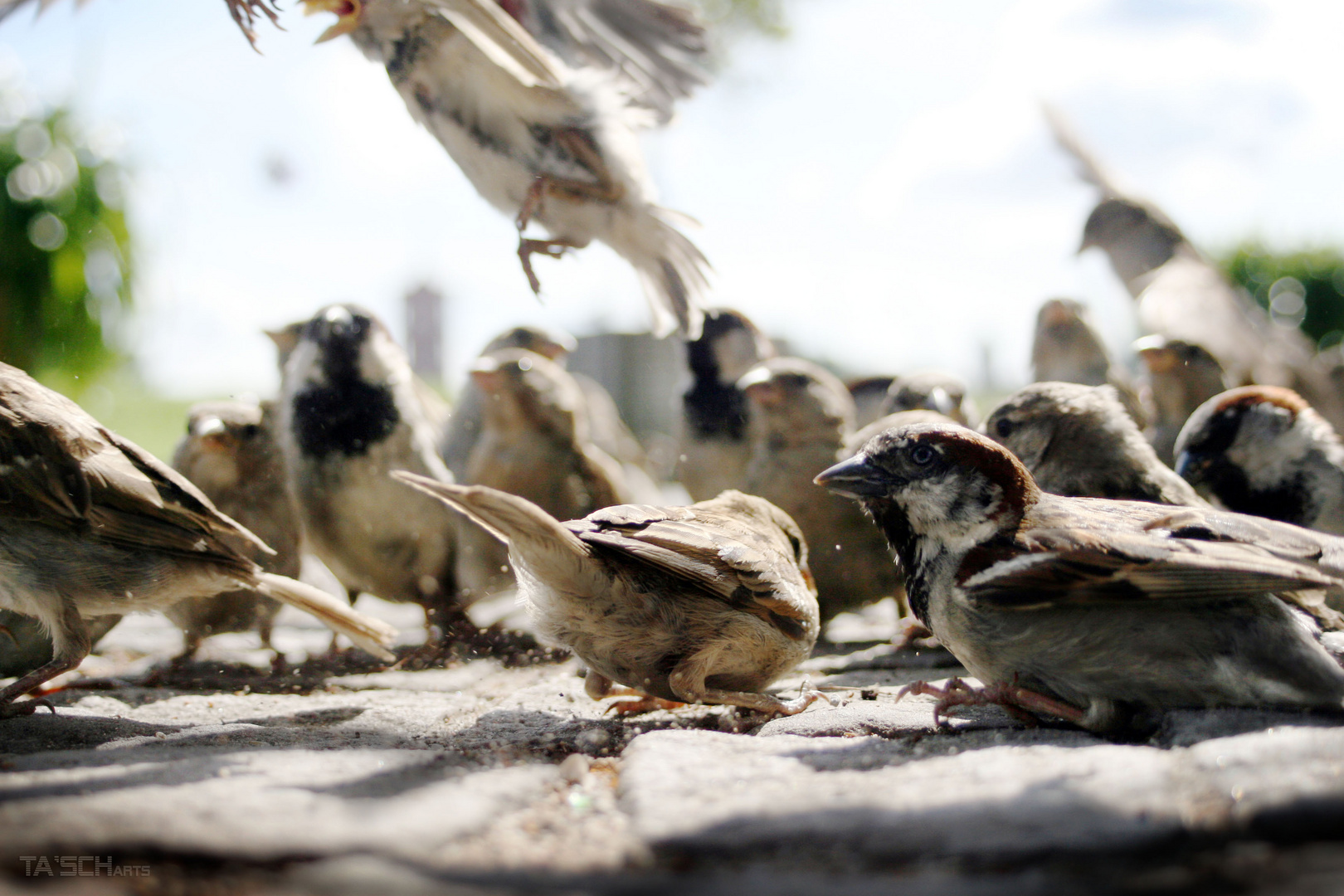 Vogelhochzeit^^