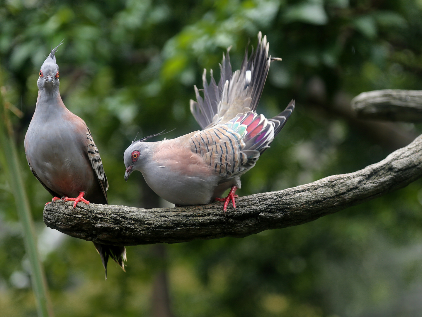 Vogelhochzeit