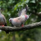 Vogelhochzeit