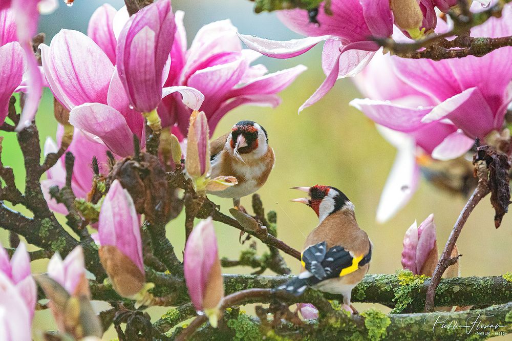Vogelhochzeit Foto & Bild tiere, wildlife, wild lebende vögel Bilder