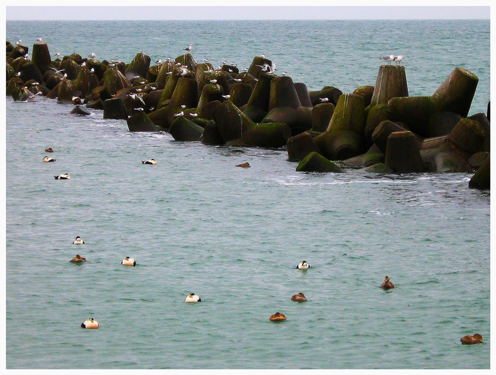 Vogelhochzeit auf der Düne von Helgoland