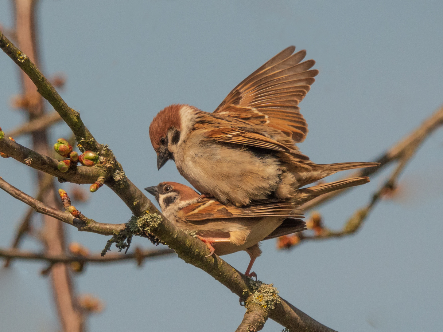 Vogelhochzeit!