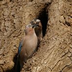 Vogelhochzeit bei den Eichelhähern.