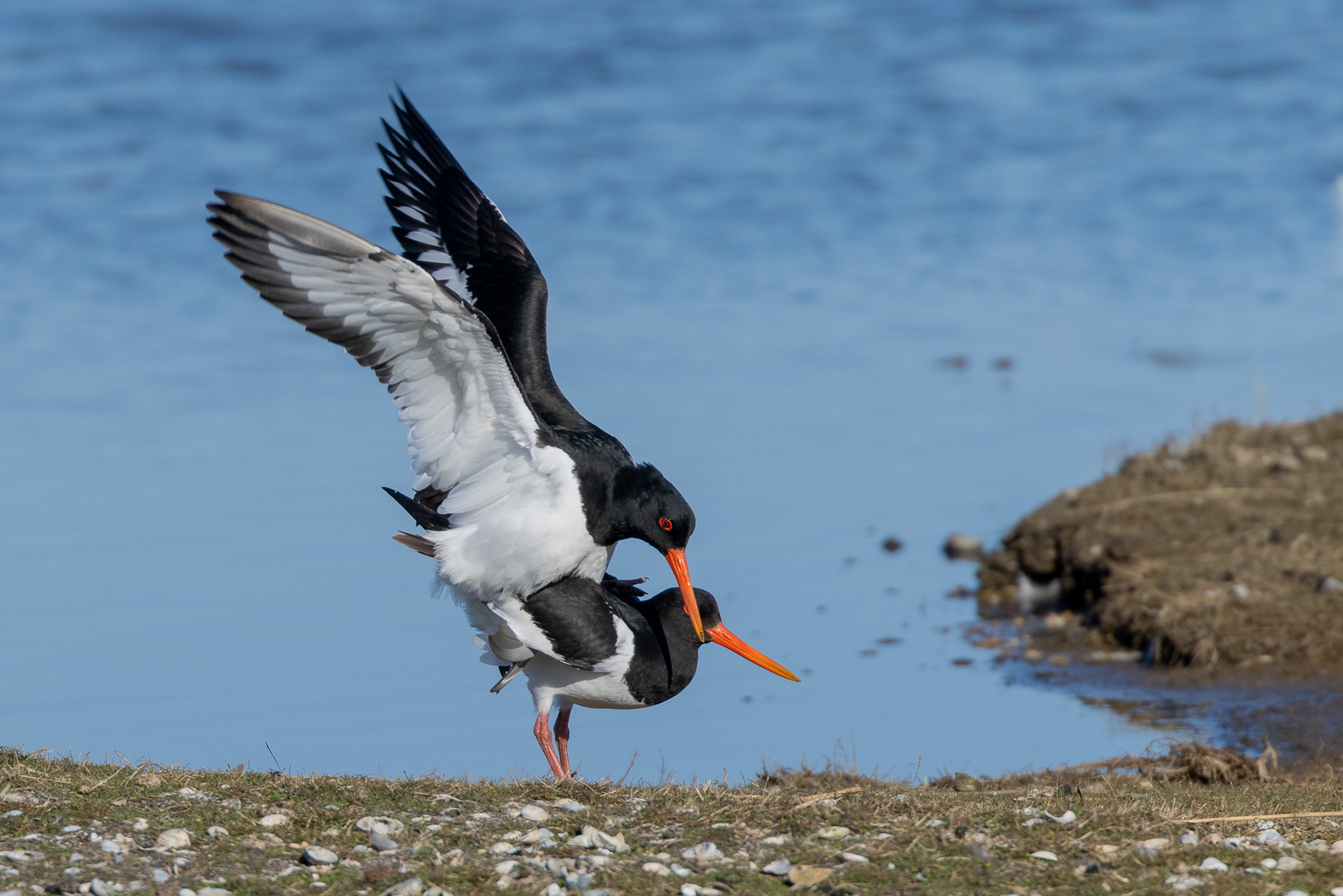 Vogelhochzeit  der Austernfischer