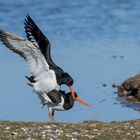 Vogelhochzeit  der Austernfischer