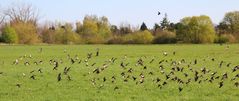 Vogelhochzeit