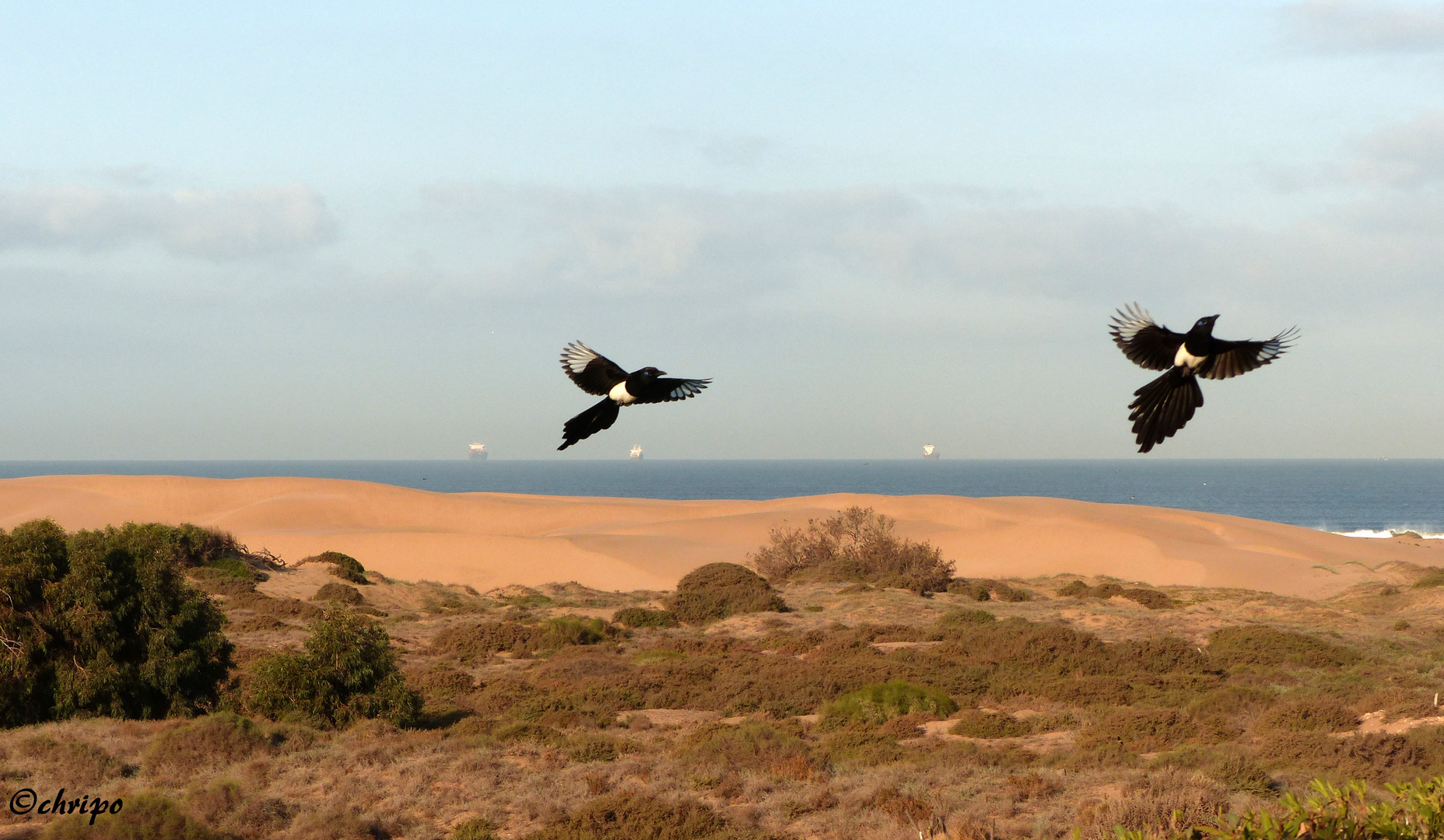 Vogelhochzeit in den Dünen