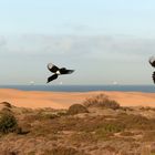 Vogelhochzeit in den Dünen