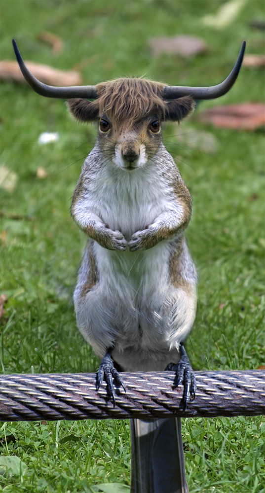 Vogelhörnchen