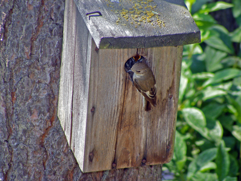 Vogelhunger