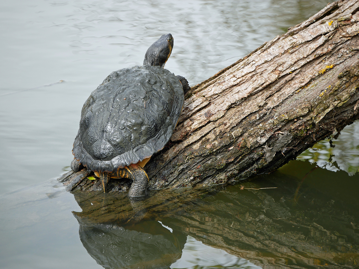 Vogelinsel (2)