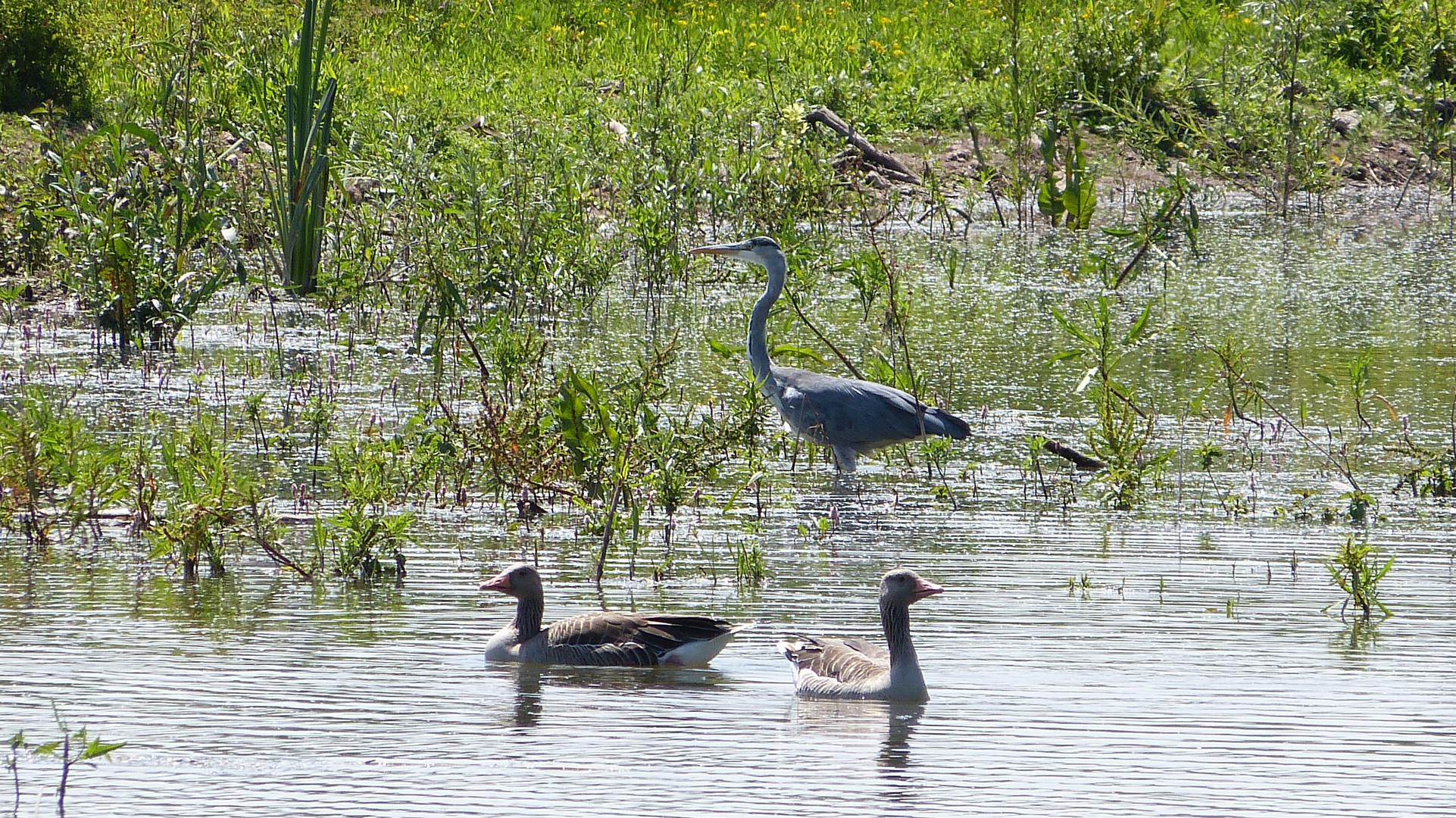 Vogelinsel 23