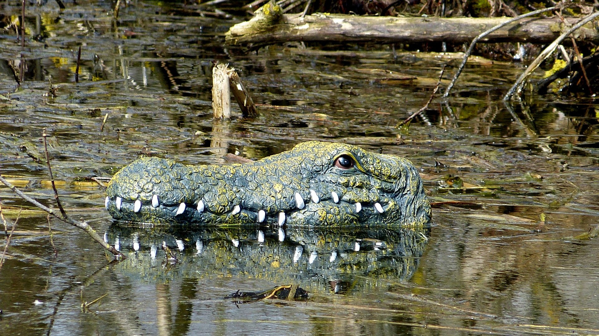 Vogelinsel 3