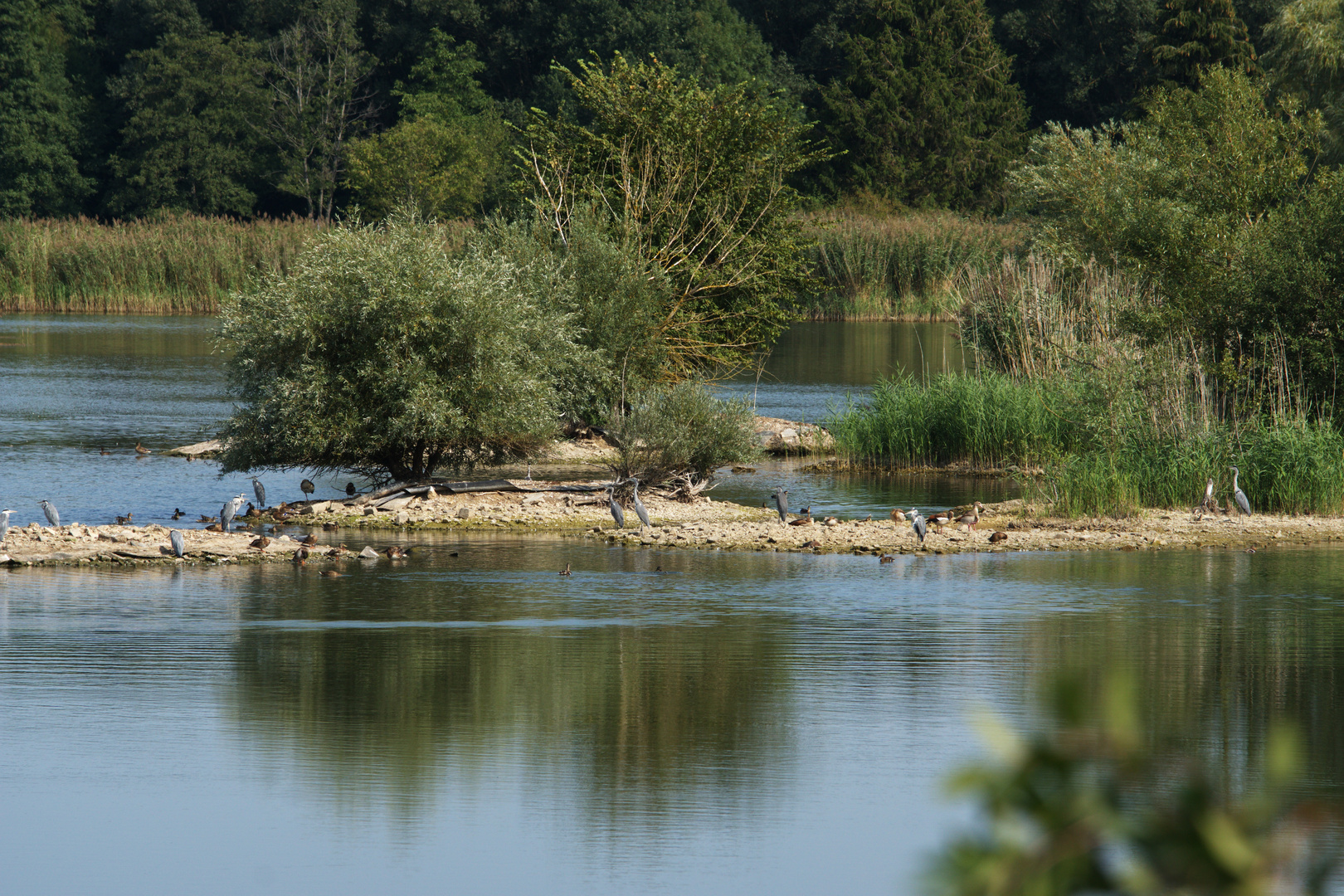 Vogelinsel