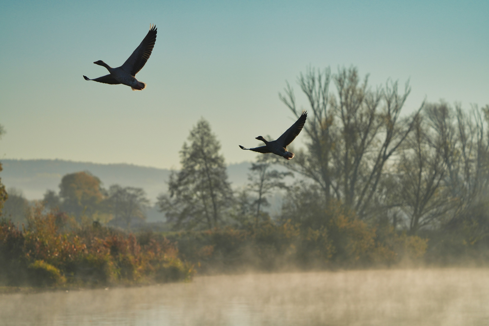 Vogelinsel Altmühlsee