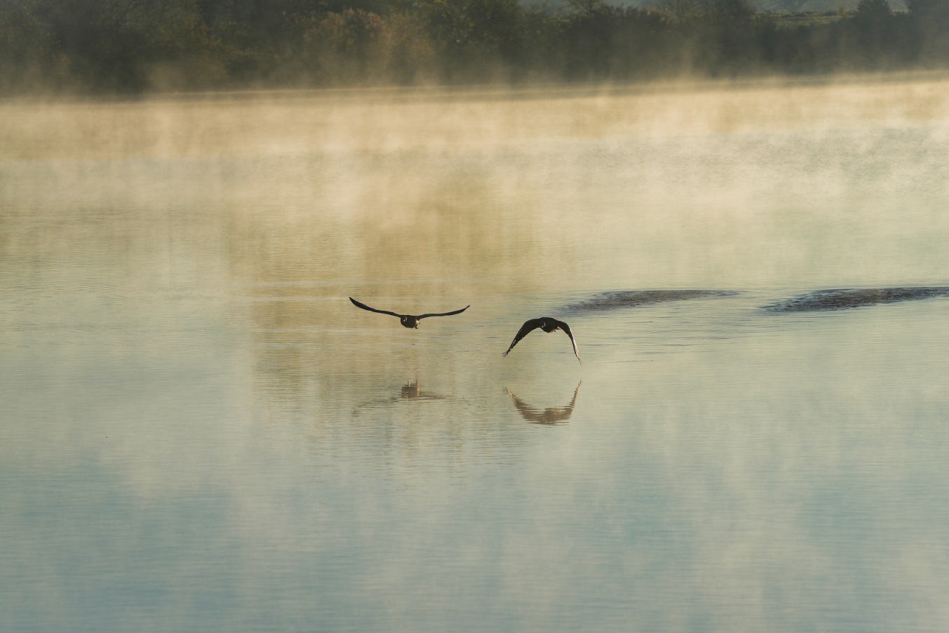 Vogelinsel Altmühlsee