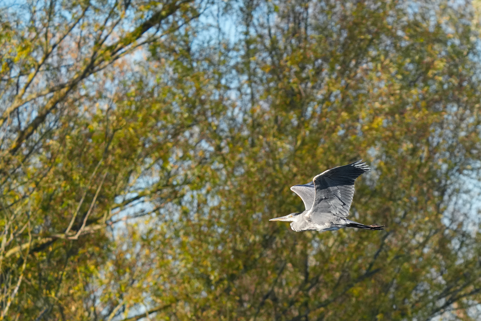 Vogelinsel Altmühlsee