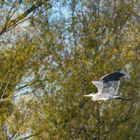 Vogelinsel Altmühlsee