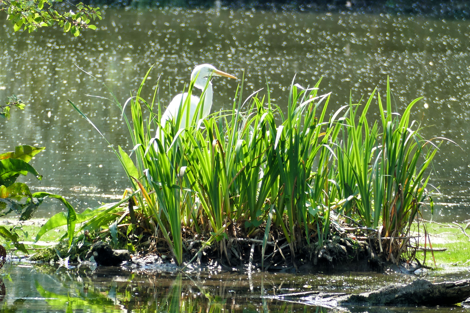 Vogelinsel Altmühlsee