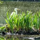 Vogelinsel Altmühlsee