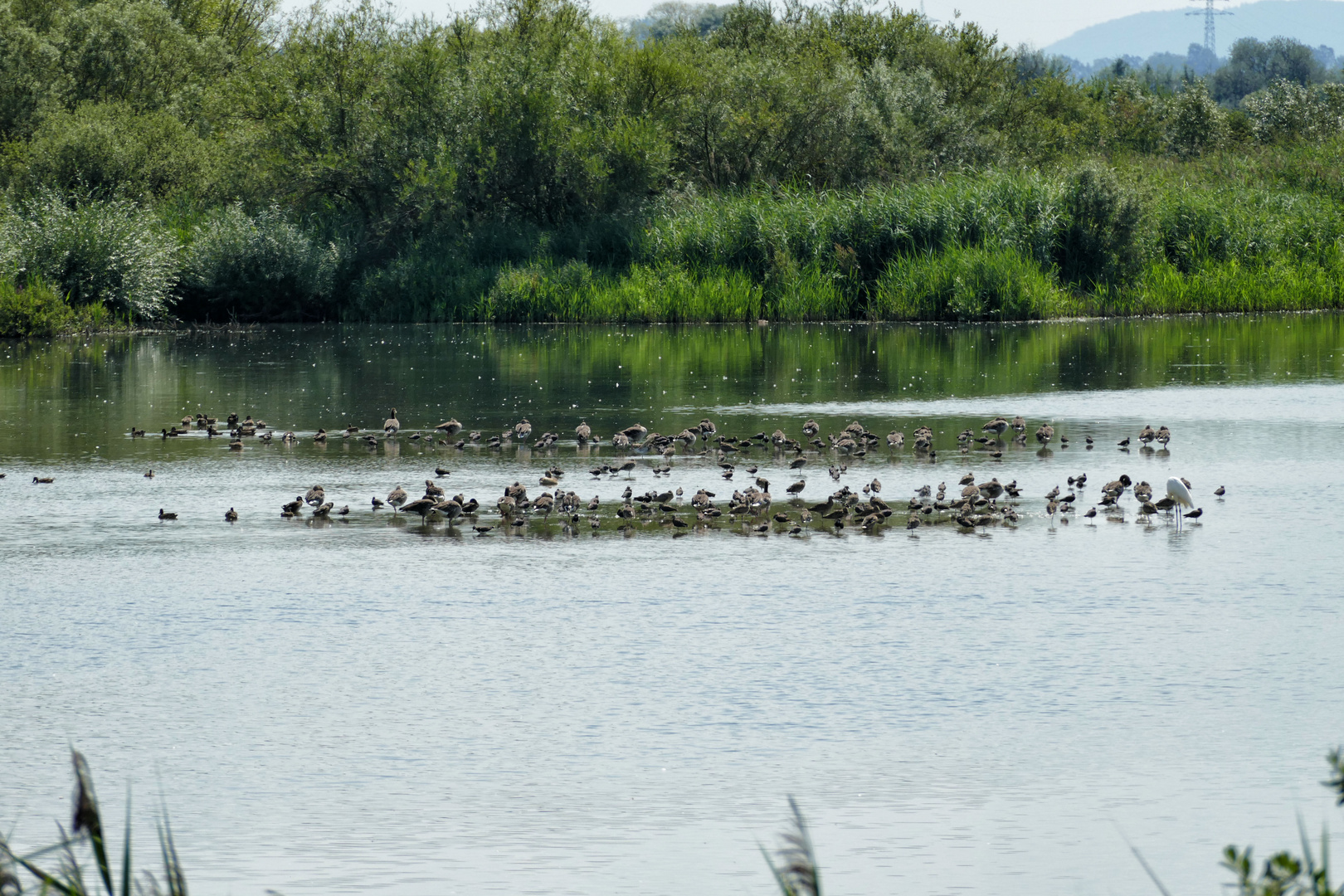 Vogelinsel Altmühlsee