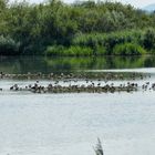 Vogelinsel Altmühlsee