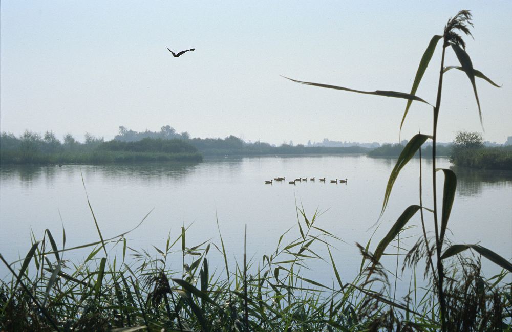 Vogelinsel im Altmühlsee