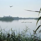 Vogelinsel im Altmühlsee