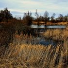 Vogelinsel im Altmühlsee