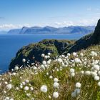 Vogelinsel Runde, Norway