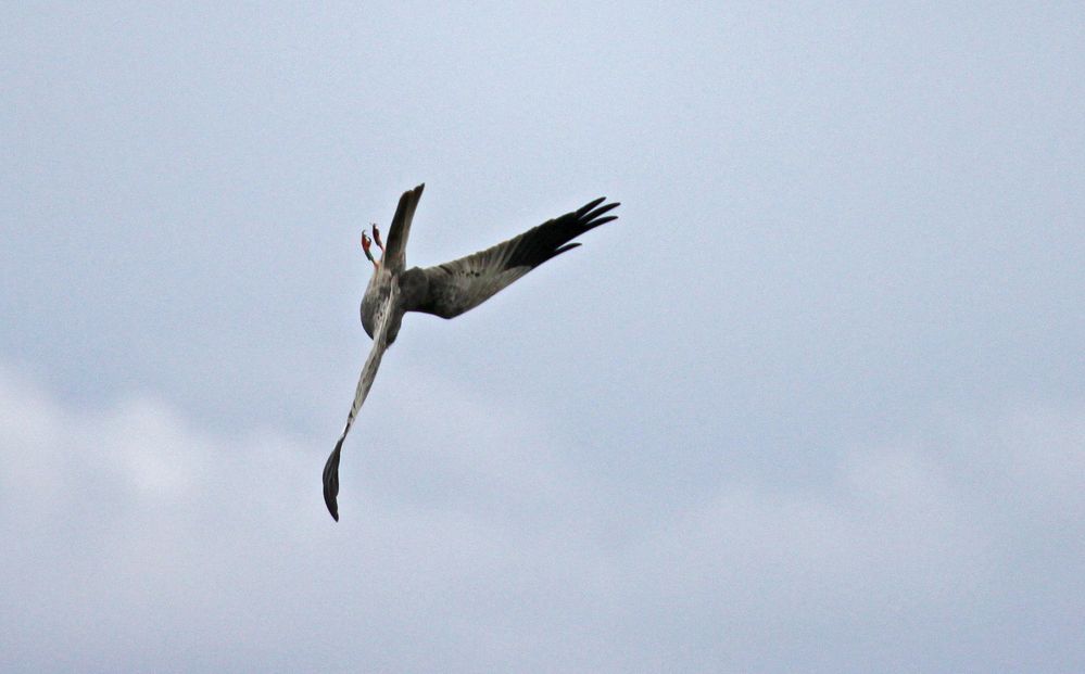 Vogeljagd einer Wiesenweihe