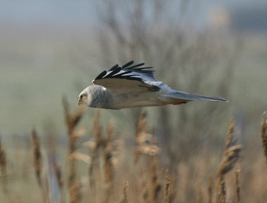 Vogeljagd