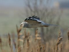 Vogeljagd