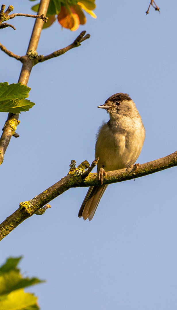 Vogeljagd