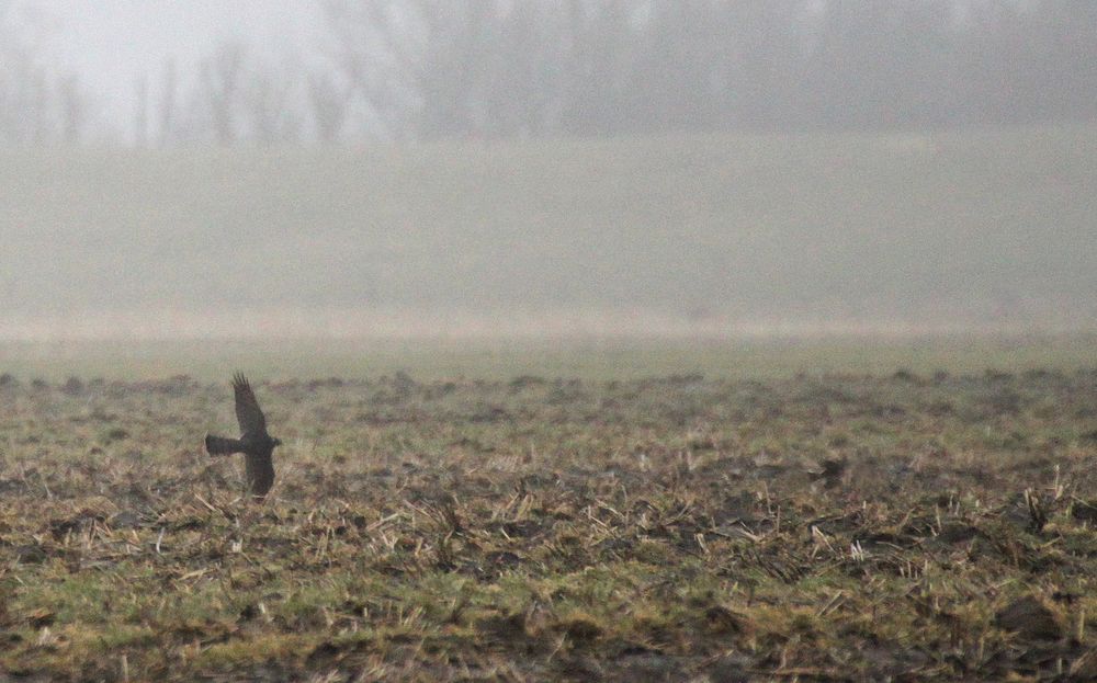 Vogeljagd im Mieselregen