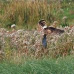 Vogeljagd in hohem Kraut