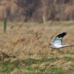 Vogeljagd über welligem Grünland